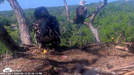 NE Florida Eagles Live Webcam - Apr 12, 2026, 3:39pm EDT