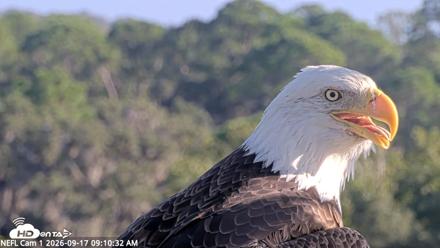NE Florida Eagles Live Webcam - Sep 17, 2026, 9:11am EDT