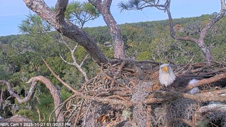 NE Florida Eagles Live Webcam - Nov 27, 2025, 1:31pm EST