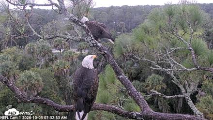 NE Florida Eagles Live Webcam - Oct 3, 2026, 7:33am EDT