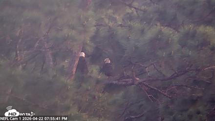 NE Florida Eagles Live Webcam - Apr 22, 2026, 7:56pm EDT