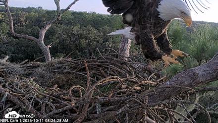 NE Florida Eagles Live Webcam - Oct 11, 2026, 8:25am EDT
