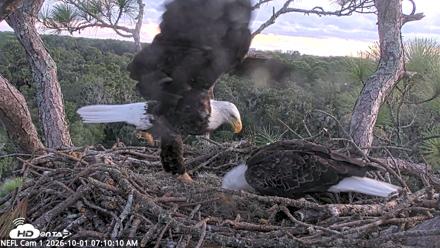 NE Florida Eagles Live Webcam - Oct 1, 2026, 7:11am EDT