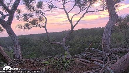 NE Florida Eagles Live Webcam - Jun 30, 2026, 6:23am EDT
