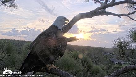 NE Florida Eagles Live Webcam - Sep 8, 2026, 7:25am EDT