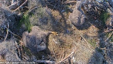 NE Florida Eagles Live Webcam - Jan 27, 2026, 1:23pm EST