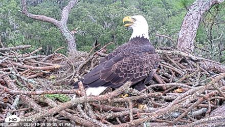 NE Florida Eagles Live Webcam - Oct 9, 2026, 5:37pm EDT