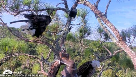 NE Florida Eagles Live Webcam - Sep 27, 2026, 8:55am EDT