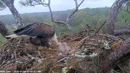 NE Florida Eagles Live Webcam - Jan 4, 2026, 7:48am EST