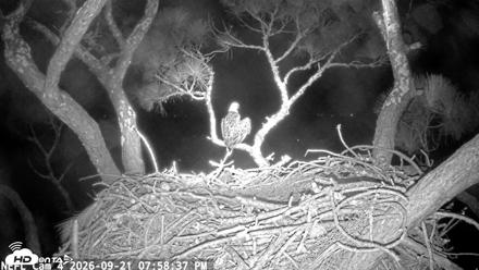NE Florida Eagles Live Webcam - Sep 21, 2026, 7:59pm EDT