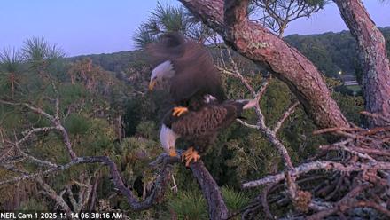 NE Florida Eagles Live Webcam - Nov 14, 2025, 6:31am EST