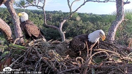 NE Florida Eagles Live Webcam - Oct 11, 2026, 8:18am EDT