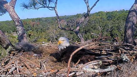 NE Florida Eagles Live Webcam - Dec 31, 2025, 11:28am EST