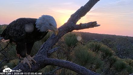 NE Florida Eagles Live Webcam - Aug 15, 2026, 7:06am EDT