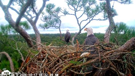 NE Florida Eagles Live Webcam - Oct 17, 2026, 8:33am EDT