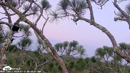NE Florida Eagles Live Webcam - Jul 31, 2026, 6:40am EDT