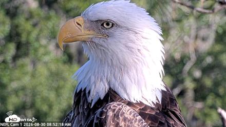 NE Florida Eagles Live Webcam - Aug 30, 2026, 8:54am EDT