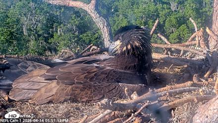 NE Florida Eagles Live Webcam - Apr 14, 2026, 5:52pm EDT