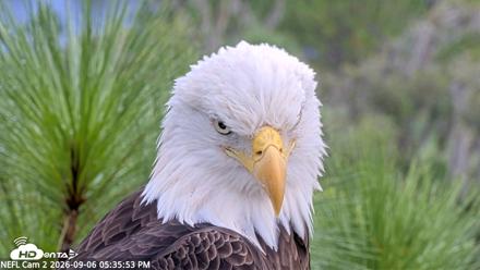 NE Florida Eagles Live Webcam - Sep 6, 2026, 5:36pm EDT