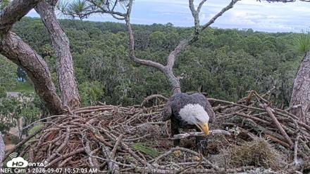 NE Florida Eagles Live Webcam - Sep 7, 2026, 10:58am EDT