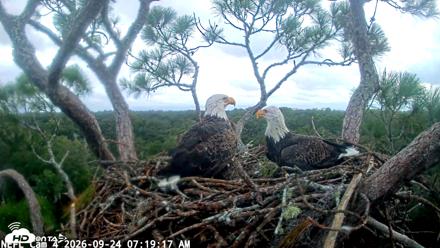 NE Florida Eagles Live Webcam - Sep 24, 2026, 7:21am EDT
