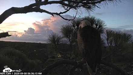 NE Florida Eagles Live Webcam - Sep 8, 2026, 6:37am EDT