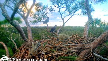 NE Florida Eagles Live Webcam - Sep 13, 2026, 4:54pm EDT