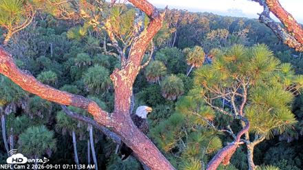 NE Florida Eagles Live Webcam - Sep 1, 2026, 7:12am EDT