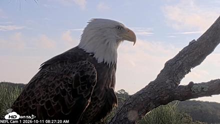 NE Florida Eagles Live Webcam - Oct 11, 2026, 8:28am EDT