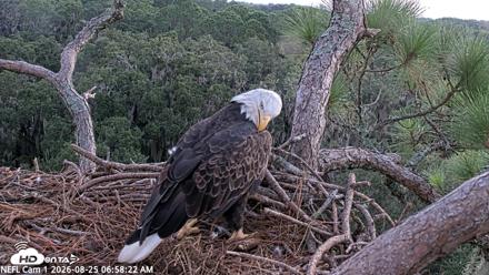NE Florida Eagles Live Webcam - Aug 25, 2026, 6:59am EDT