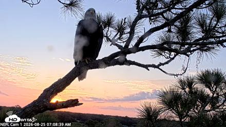 NE Florida Eagles Live Webcam - Aug 25, 2026, 7:09am EDT