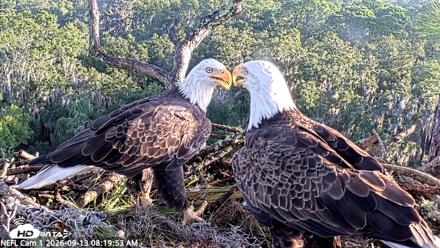 NE Florida Eagles Live Webcam - Sep 13, 2026, 8:20am EDT