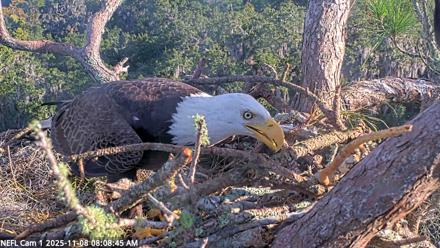 NE Florida Eagles Live Webcam - Nov 8, 2025, 8:09am EST