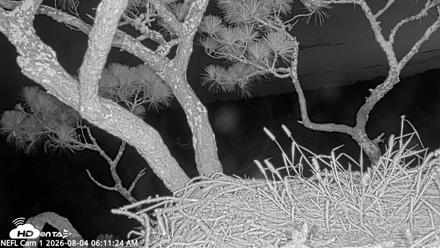 NE Florida Eagles Live Webcam - Aug 4, 2026, 6:13am EDT