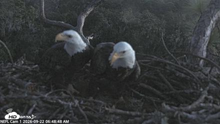 NE Florida Eagles Live Webcam - Sep 22, 2026, 6:49am EDT