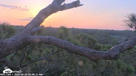 NE Florida Eagles Live Webcam - Jun 29, 2026, 6:48am EDT