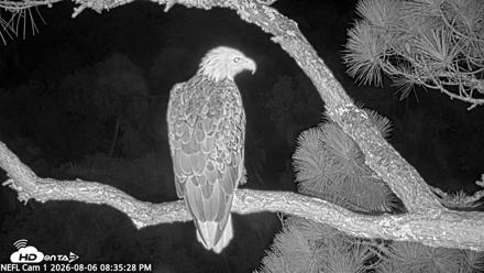 NE Florida Eagles Live Webcam - Aug 6, 2026, 8:36pm EDT