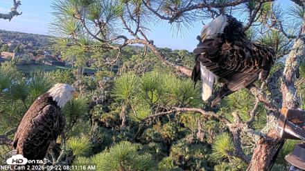 NE Florida Eagles Live Webcam - Sep 22, 2026, 8:12am EDT