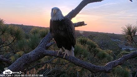 NE Florida Eagles Live Webcam - Aug 15, 2026, 7:08am EDT