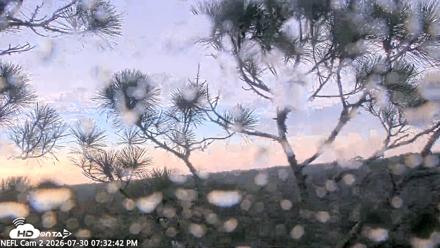 NE Florida Eagles Live Webcam - Jul 30, 2026, 7:33pm EDT