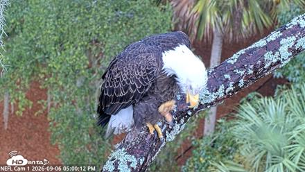 NE Florida Eagles Live Webcam - Sep 6, 2026, 5:01pm EDT