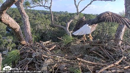 NE Florida Eagles Live Webcam - Sep 16, 2026, 8:22am EDT