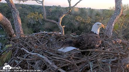 NE Florida Eagles Live Webcam - Sep 26, 2026, 7:28am EDT