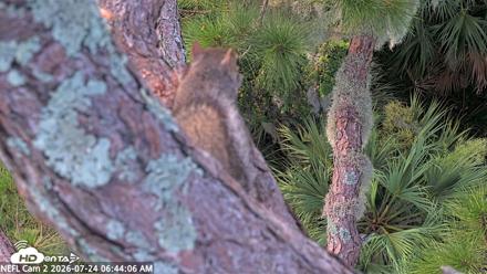 NE Florida Eagles Live Webcam - Jul 24, 2026, 6:45am EDT
