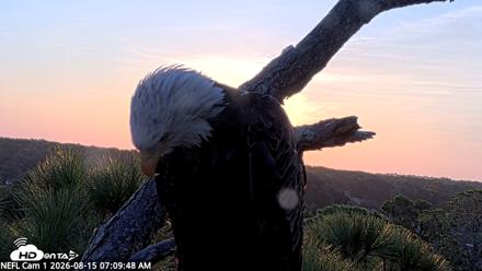 NE Florida Eagles Live Webcam - Aug 15, 2026, 7:10am EDT