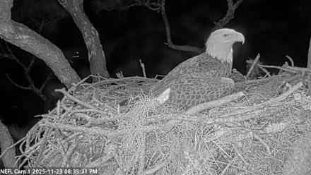 NE Florida Eagles Live Webcam - Nov 23, 2025, 8:36pm EST