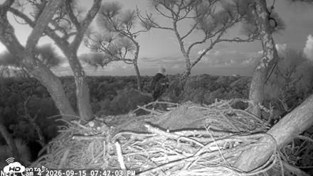 NE Florida Eagles Live Webcam - Sep 15, 2026, 7:47pm EDT