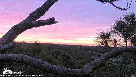 NE Florida Eagles Live Webcam - Jun 19, 2026, 6:12am EDT