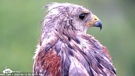 NE Florida Eagles Live Webcam - Jun 15, 2026, 6:34pm EDT