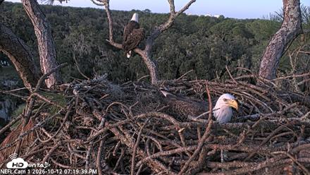 NE Florida Eagles Live Webcam - Oct 12, 2026, 7:20pm EDT